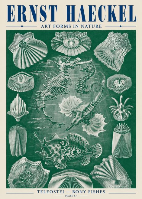 Ernst Haeckel Teleostei - Bony Fishes No5 - Poszter