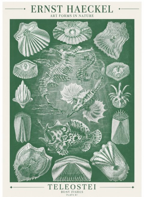 Ernst Haeckel Teleostei - Bony Fishes No6 - Poszter