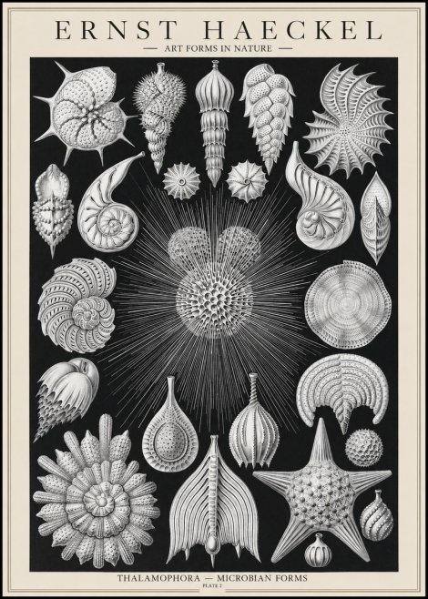 Ernst Haeckel Thalamophora - Microbian Forms - Plate 2 No1 - Poszter