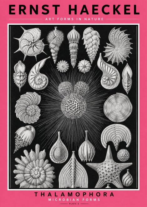 Ernst Haeckel Thalamophora - Microbian Forms - Plate 2 No2 - Poszter