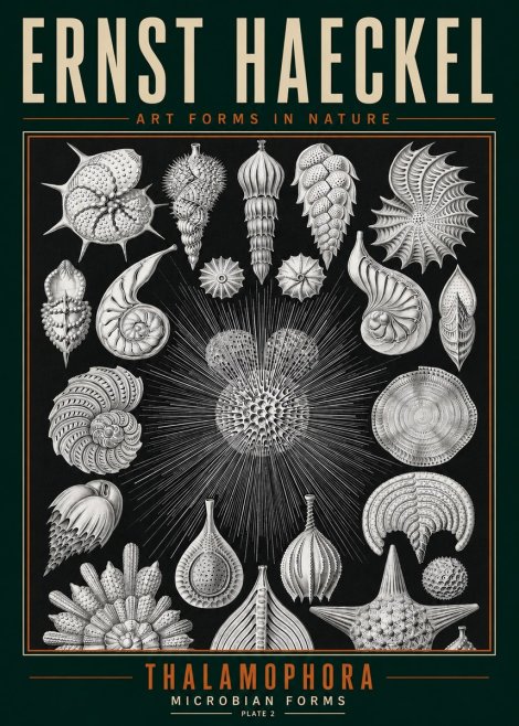 Ernst Haeckel Thalamophora - Microbian Forms - Plate 2 No3 - Poszter