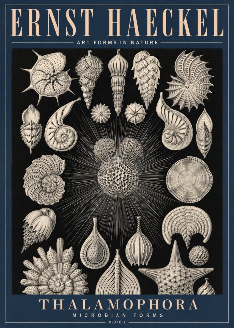 Ernst Haeckel Thalamophora - Microbian Forms - Plate 2 No4 - Poszter