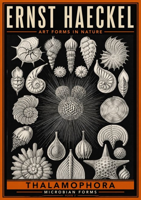 Ernst Haeckel Thalamophora - Microbian Forms - Plate 2 No6 - Poszter