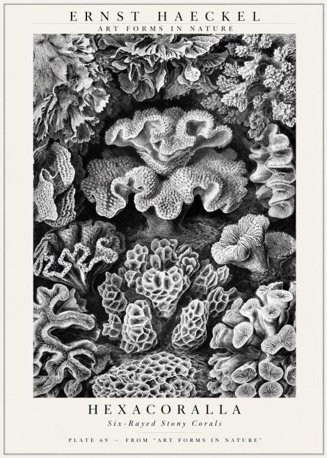 Ernst Haeckel Hexacorallia No3 - Poszter