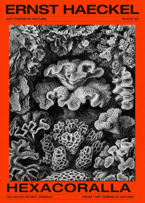 Ernst Haeckel Hexacorallia No4 - Poszter