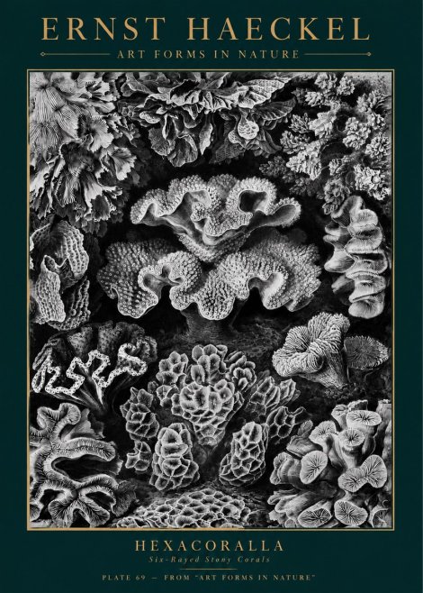 Ernst Haeckel Hexacorallia No5 - Poszter