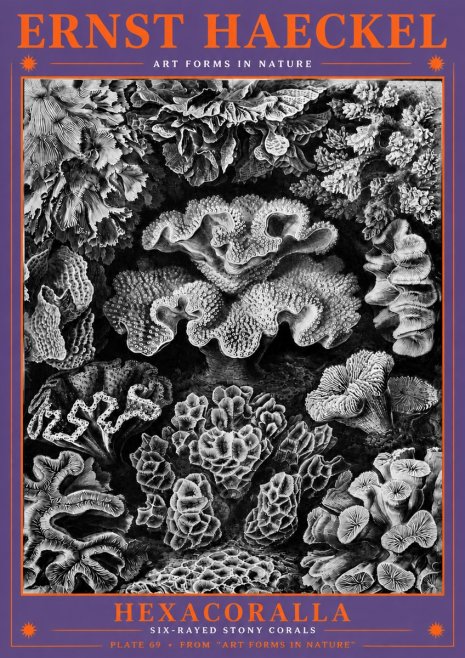Ernst Haeckel Hexacorallia No6 - Poszter