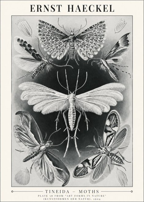Ernst Haeckel Tineida - Moths No1 - Poszter