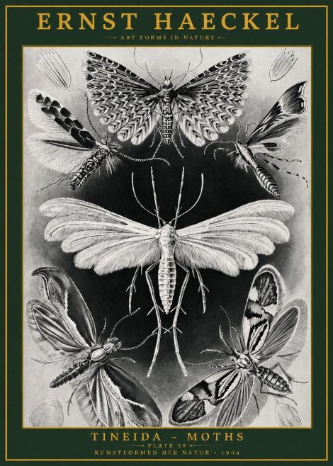 Ernst Haeckel Tineida - Moths No2 - Poszter