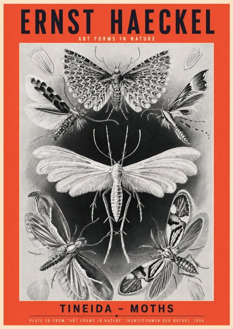 Ernst Haeckel Tineida - Moths No3 - Poszter