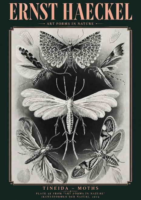 Ernst Haeckel Tineida - Moths No4 - Poszter