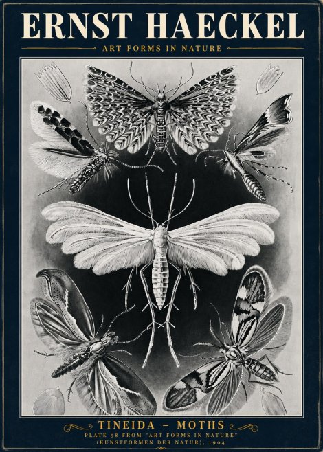 Ernst Haeckel Tineida - Moths No5 - Poszter