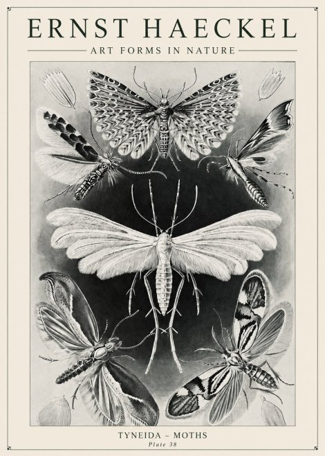 Ernst Haeckel Tineida - Moths No6 - Poszter