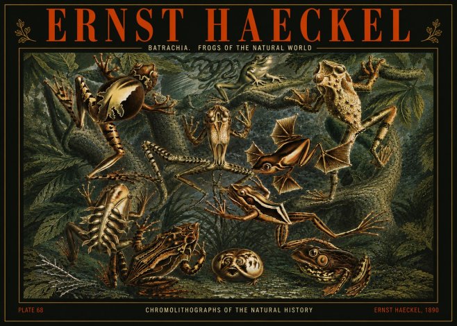Ernst Haeckel Frogs of the Natural World No5 - Poszter