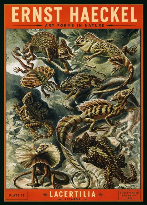 Ernst Haeckel Lacertilia Lizards No2 - Poszter