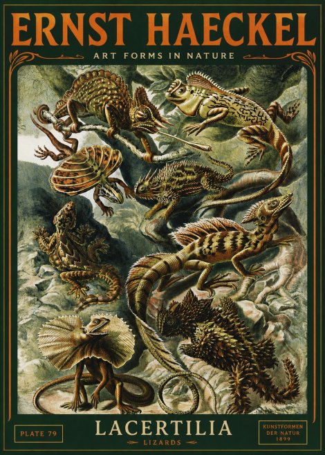 Ernst Haeckel Lacertilia Lizards No4 - Poszter
