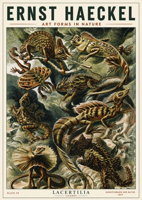 Ernst Haeckel Lacertilia Lizards No5 - Poszter