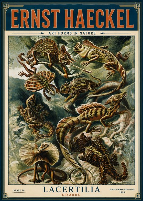 Ernst Haeckel Lacertilia Lizards No6 - Poszter