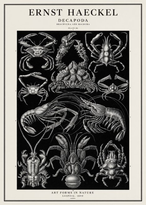 Ernst Haeckel Decapoda Brachyura and Macrura Plate 86 No1 - Poszter