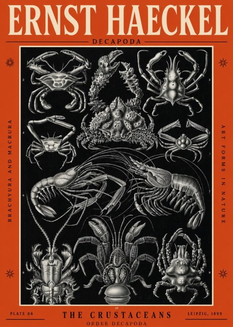 Ernst Haeckel Decapoda Brachyura and Macrura Plate 86 No2 - Poszter