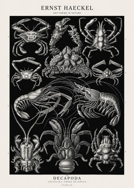 Ernst Haeckel Decapoda Brachyura and Macrura Plate 86 No3 - Poszter