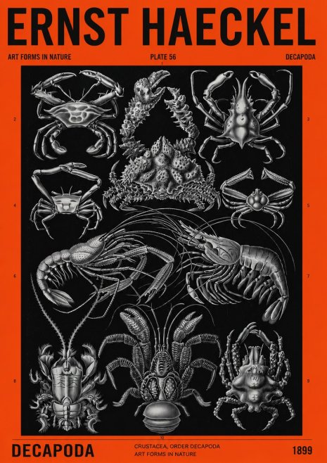 Ernst Haeckel Decapoda Brachyura and Macrura Plate 86 No4 - Poszter