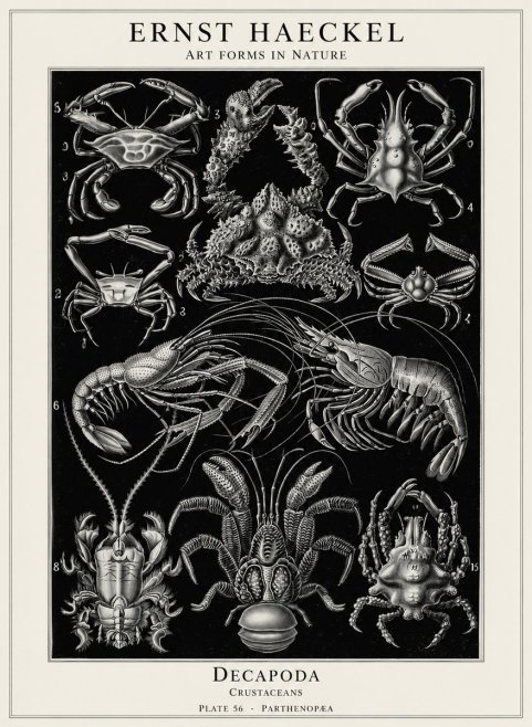 Ernst Haeckel Decapoda Brachyura and Macrura Plate 86 No5 - Poszter