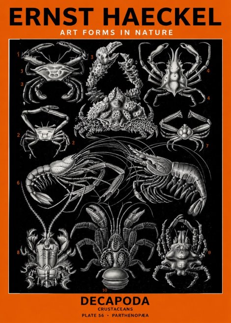 Ernst Haeckel Decapoda Brachyura and Macrura Plate 86 No6 - Poszter