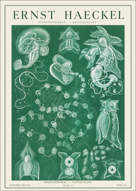 Ernst Haeckel Siphonophorae. — Statequallen. Plate 17 No1 - Poszter