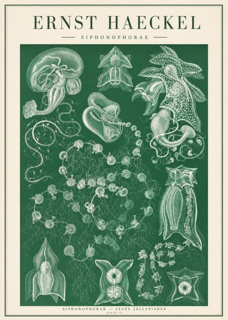 Ernst Haeckel Siphonophorae. — Statequallen. Plate 17 No2 - Poszter