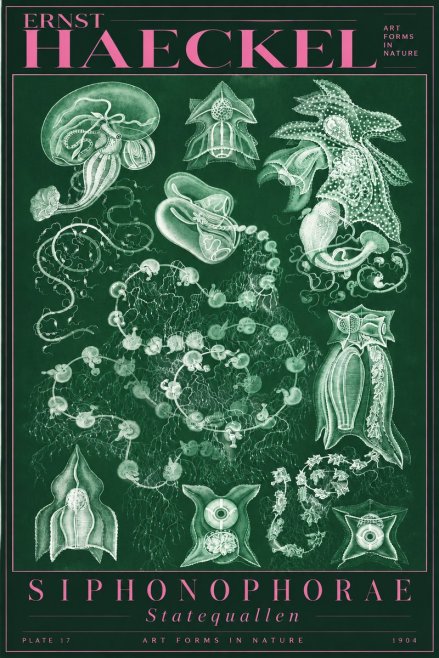 Ernst Haeckel Siphonophorae. — Statequallen. Plate 17 No5 - Poszter