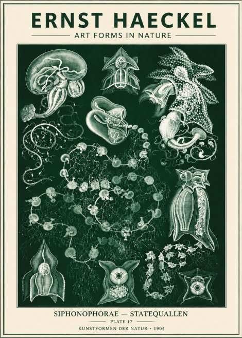 Ernst Haeckel Siphonophorae. — Statequallen. Plate 17 No6 - Poszter