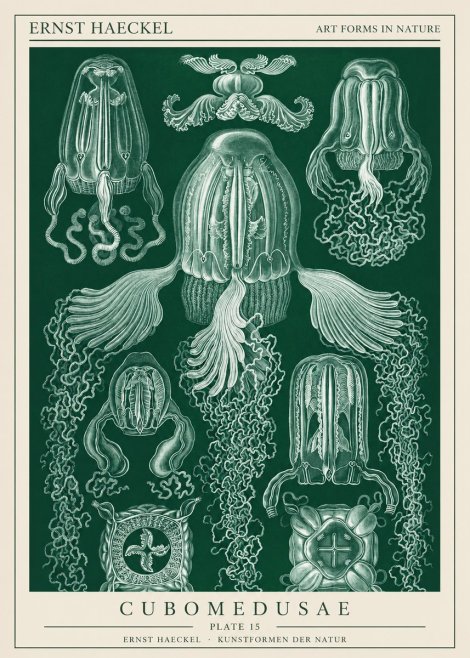 Ernst Haeckel Cubomedusae No1 - Poszter