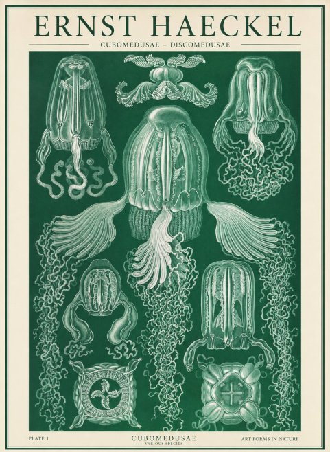 Ernst Haeckel Cubomedusae No2 - Poszter
