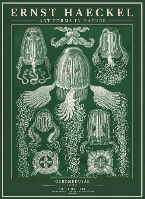 Ernst Haeckel Cubomedusae No3 - Poszter