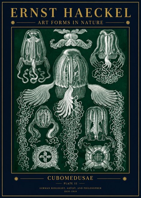 Ernst Haeckel Cubomedusae No5 - Poszter