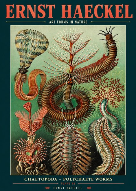 Ernst Haeckel Chaetopoda – Polychaete Worms No2 - Poszter