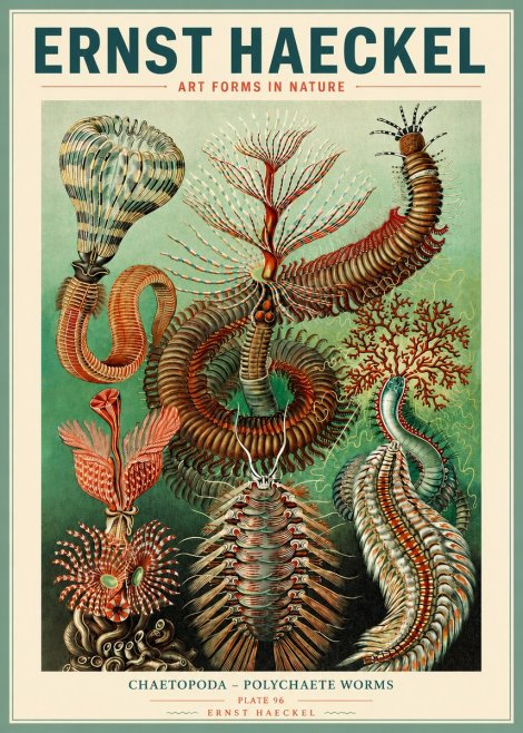 Ernst Haeckel Chaetopoda – Polychaete Worms No3 - Poszter