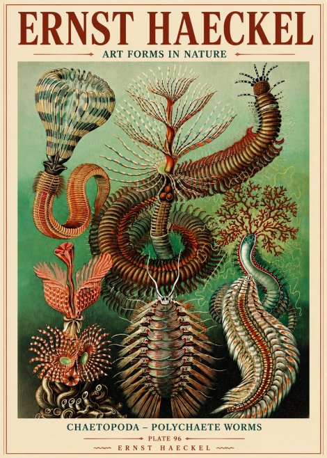 Ernst Haeckel Chaetopoda – Polychaete Worms No6 - Poszter