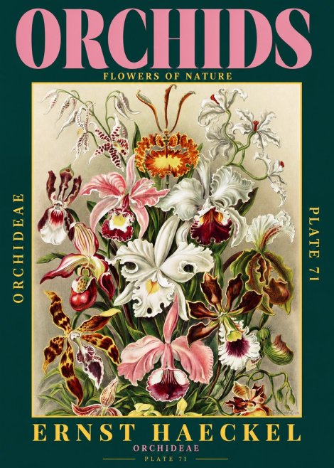 Ernst Haeckel Orchids No2 - Poszter