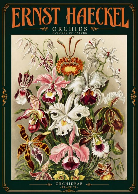 Ernst Haeckel Orchids No4 - Poszter