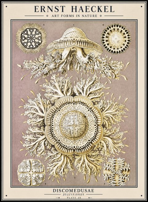 Ernst Haeckel Discomedusae No1 - Poszter