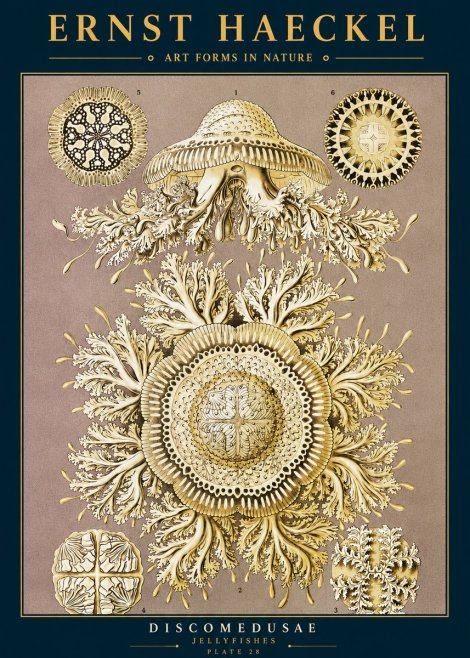 Ernst Haeckel Discomedusae No2 - Poszter