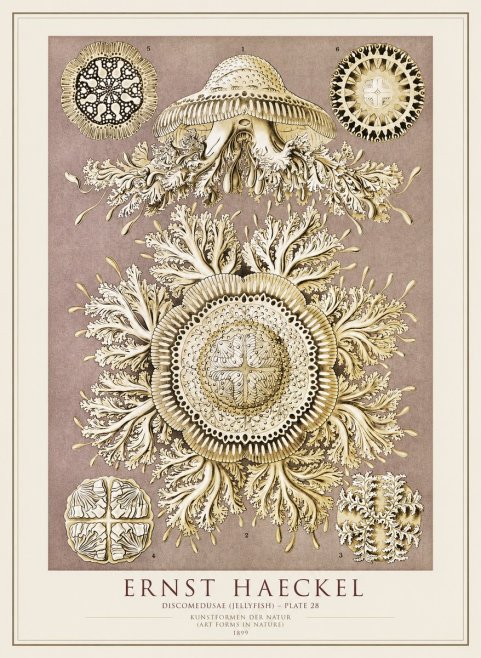 Ernst Haeckel Discomedusae No4 - Poszter