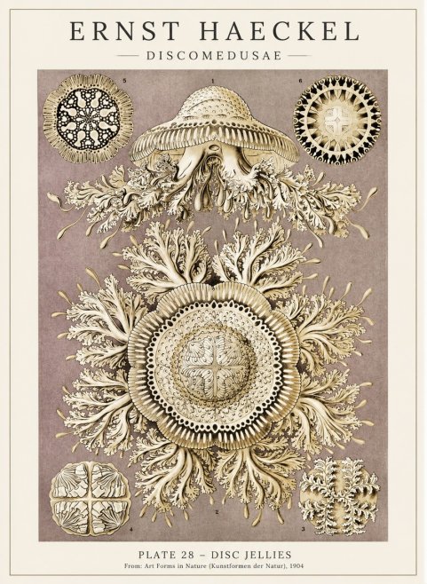 Ernst Haeckel Discomedusae No5 - Poszter