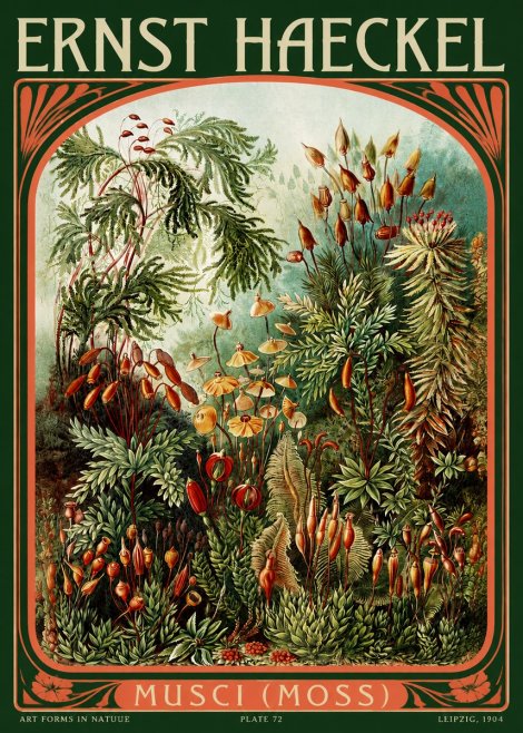 Ernst Haeckel Musci (Moss) No2 - Poszter