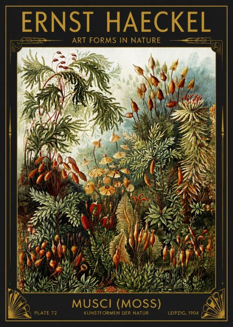 Ernst Haeckel Musci (Moss) No4 - Poszter