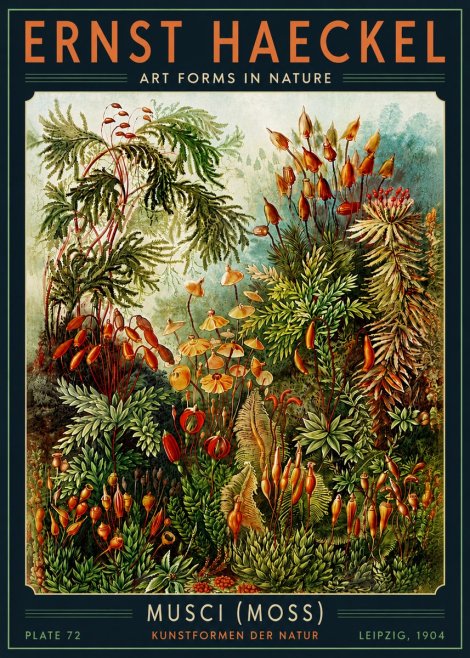 Ernst Haeckel Musci (Moss) No5 - Poszter