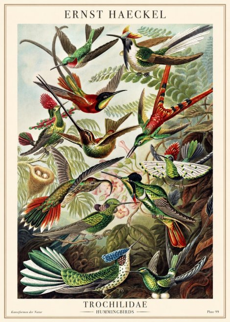 Ernst Haeckel Trochilidae - Hummingbirds No1 - Poszter