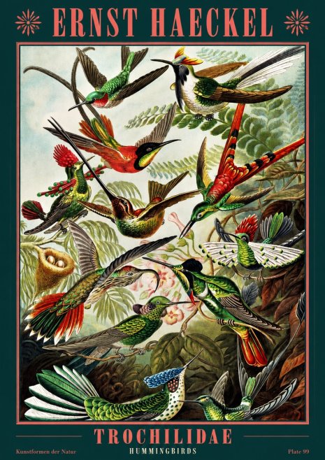 Ernst Haeckel Trochilidae - Hummingbirds No2 - Poszter